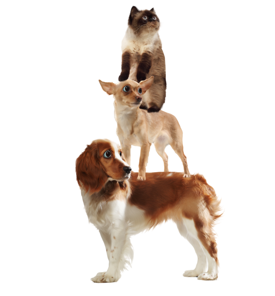 Two dogs and a cat standing on top of each other