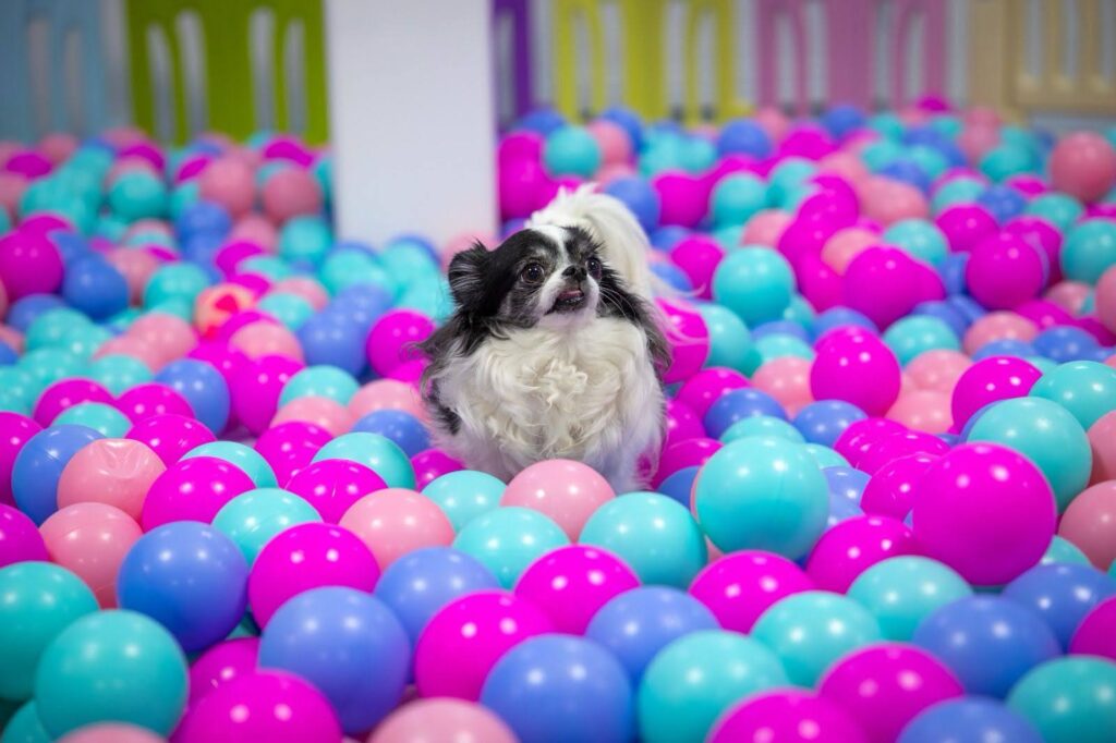 Why Choose Luxury Dog Boarding for Your Pet in Dubai